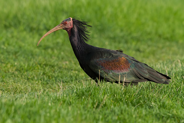 IMG_5933  ibis eremita (Geronticus eremita)