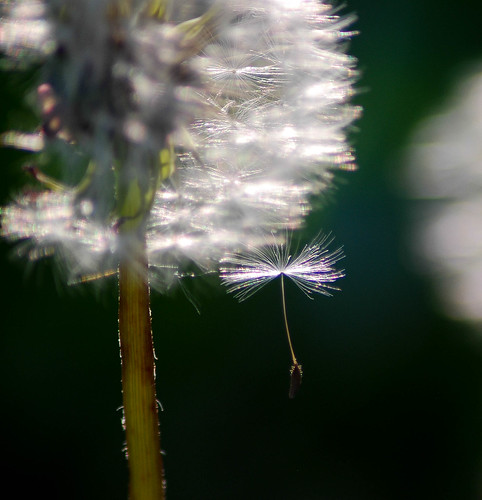 distacchi | by lgcailash