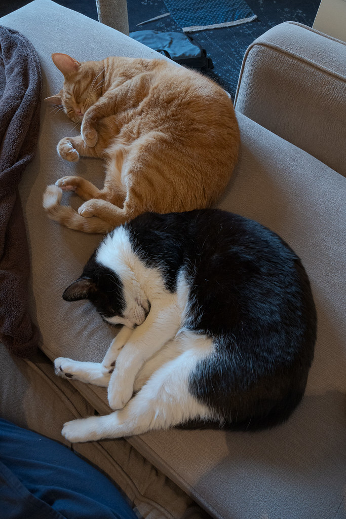 Our cats Boo and Sam sleep curled up next to each other (and me) on the couch in my office in April 2020