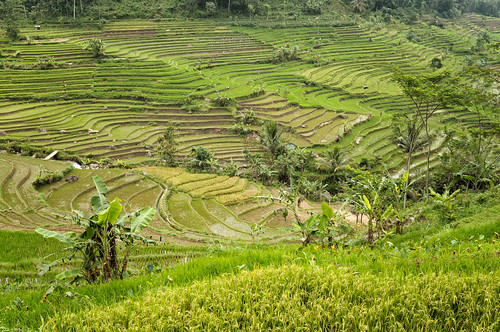 nikon d300 asia asie southeastasia asiedusudest indonesia indonésie java magelang nature paysage landscape ricefield rizière ricepaddy paddyfield field plant rice agriculture outdoors outdoor pascalboegli 123faves