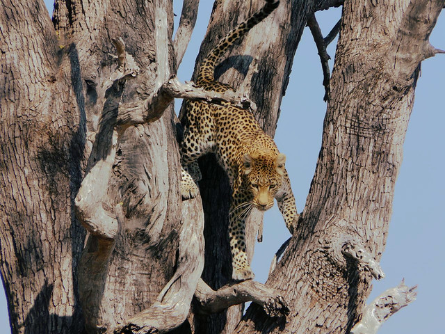 Leopardo sobre un árbol en Botswana (¿Qué ver en Botswana? Mejores parques para irse de safari)