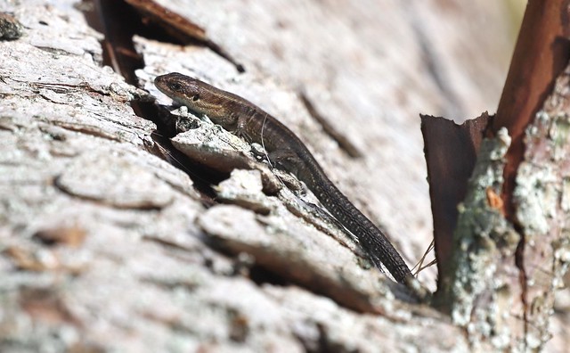 Skovfirben (Viviparous Lizard / Zootoca vivipara)