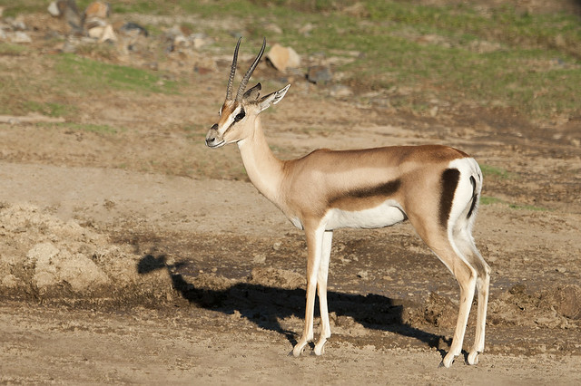 Nanger granti g. Southern Grant's Gazelle