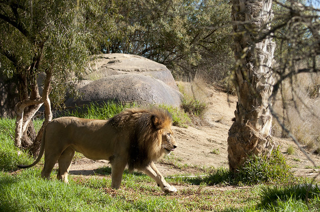 Panthera leo krugeri - South African Lion