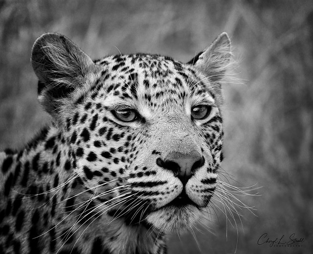 Leopard in T‫imbavati‬      (in Explore)