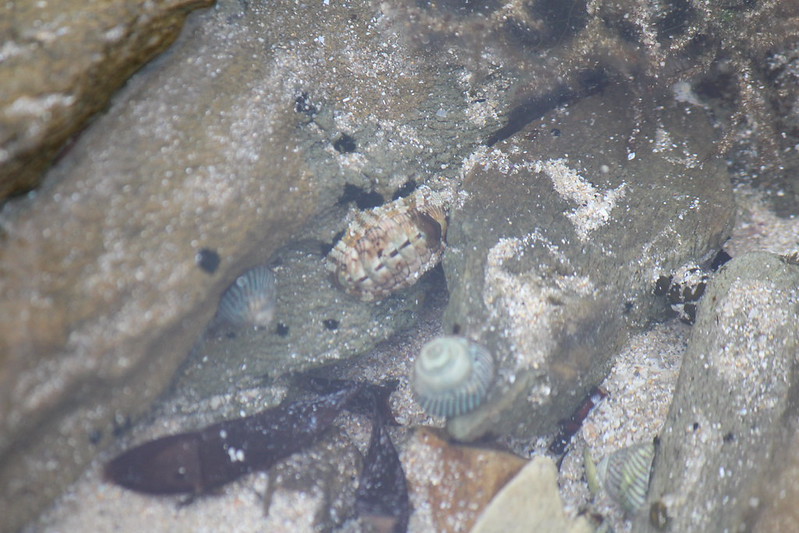 Snakeskin Chiton (Sypharochiton pelliserpentis)