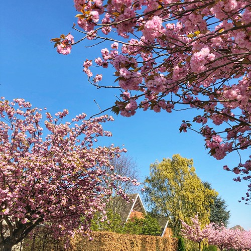 Roze bloesempracht langs de Oude Baan in Leuven
