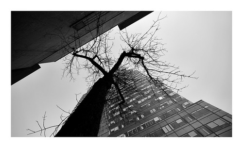 laowa lens 9mm 113degrees fujifilmxh1 camera office architecture tree abstract silhouette edmonton alberta kanada canada city vanveenjf