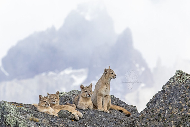 Lions of the Mountains
