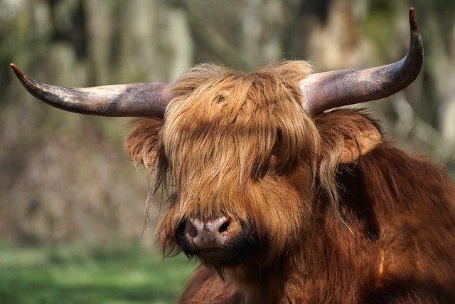 Highland cow - Hochland-Rind