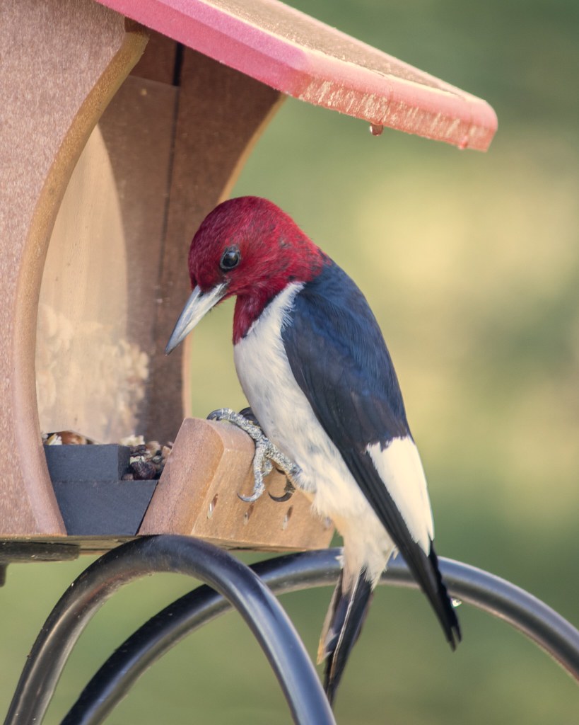 Red-headed Woodpecker_11Apr2020