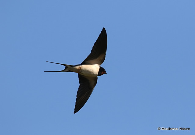 0S8A9494. Barn Swallow (Hirundo rustica)