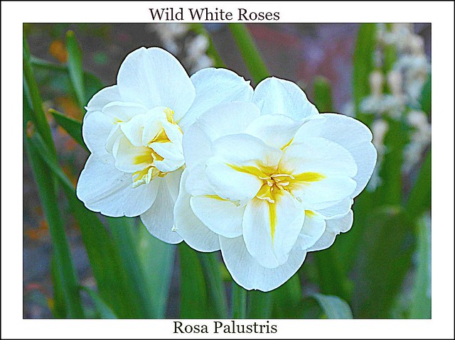 Wild White Roses