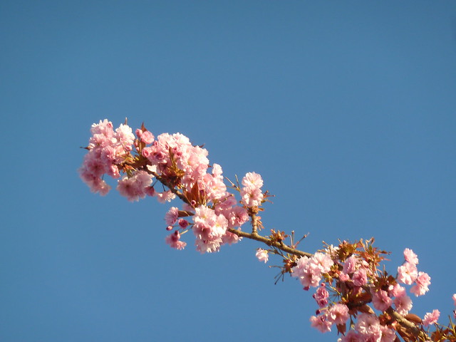 Blossom #blossomwatch