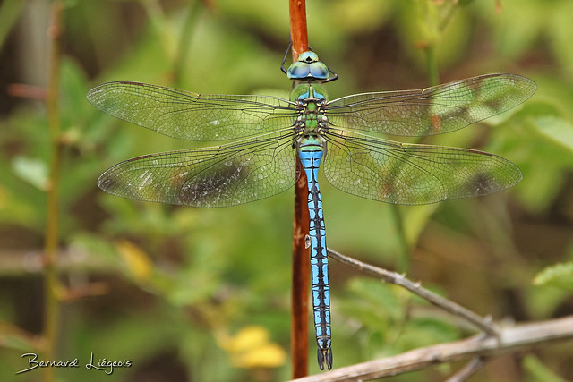 Anax imperator | Anax empereur | Emperor Dragonfly