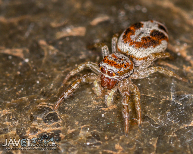 Jumping spider, Icius subinermis (male) -5136