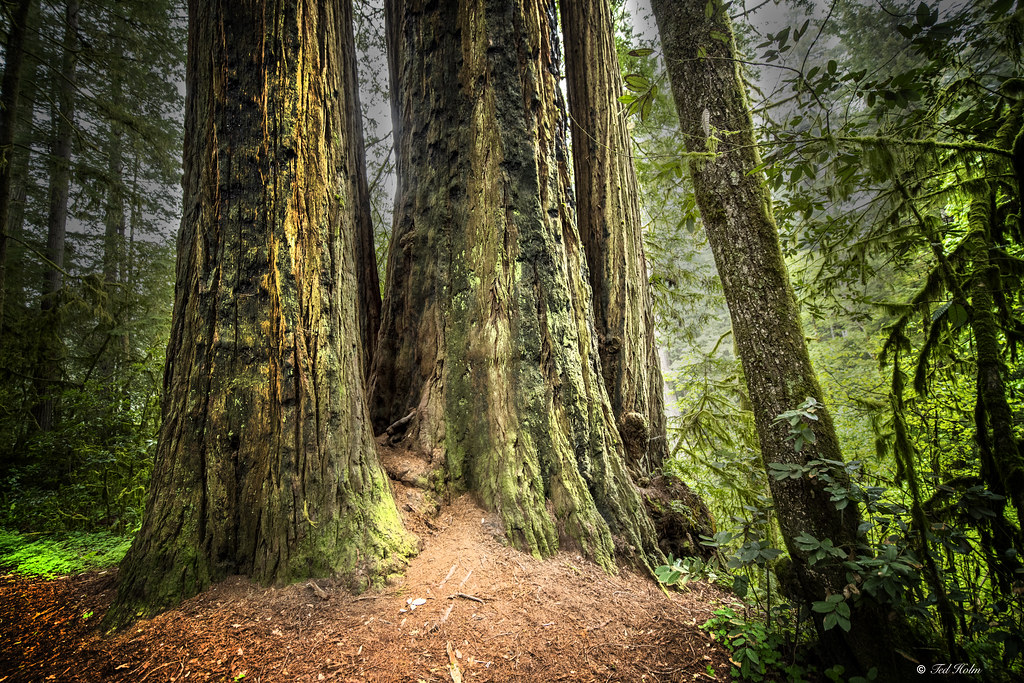 redwood-national-park-redwood-national-park-is-located-on-flickr
