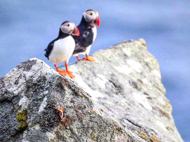 Another view of a pair of puffins, they will stay together till the dead comes. Photo taken on Runde, Norway. 2018