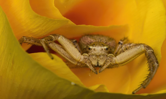 Common Crab Spider in a California Wild Poppy