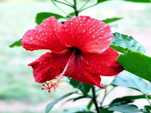pipecreek texas usa hibiscus flower red canones68lenshood bwfpro010mrc49mmuvhazefilter canonef50mmf18stmlens canoneos5dmkii canon