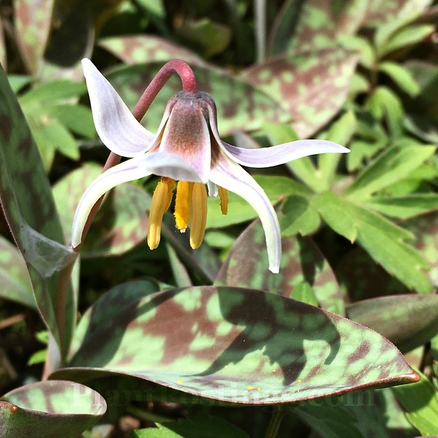 trout lily 1