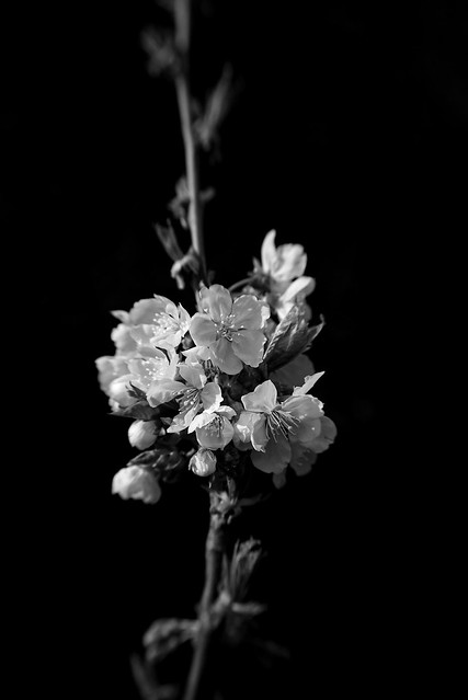 Kirschblüten (Lensbaby Velvet 56)