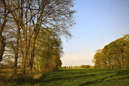 outdoor natuur nature sky trees grass landscapeview limburgslandschap bree limburg belgië amateurphotography nikond5300