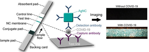 This graphic illustrates a biosensor that will rapidly detect COVID-19