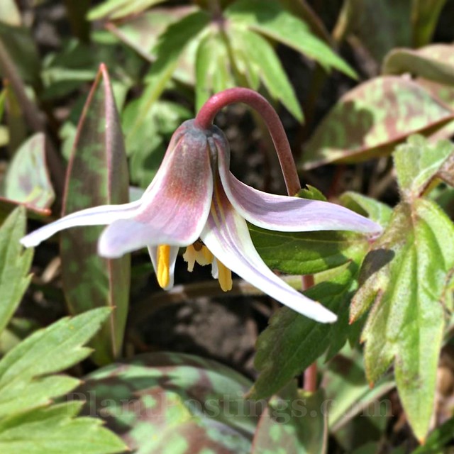trout lily 3