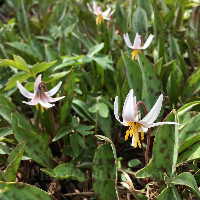 trout lily 2
