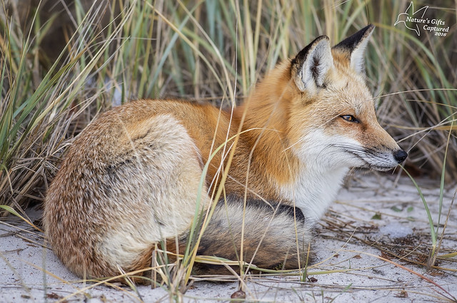 Fox just chillin.