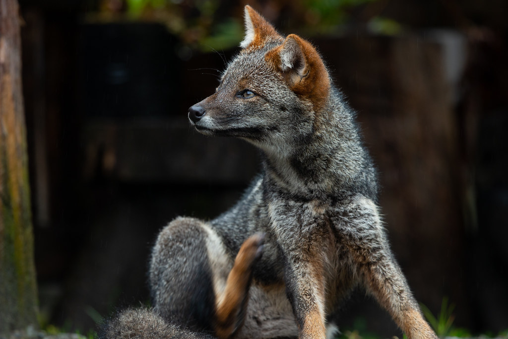 Darwin's Fox: The Endearing Rarity -- Cute Foxes in the World with Pictures