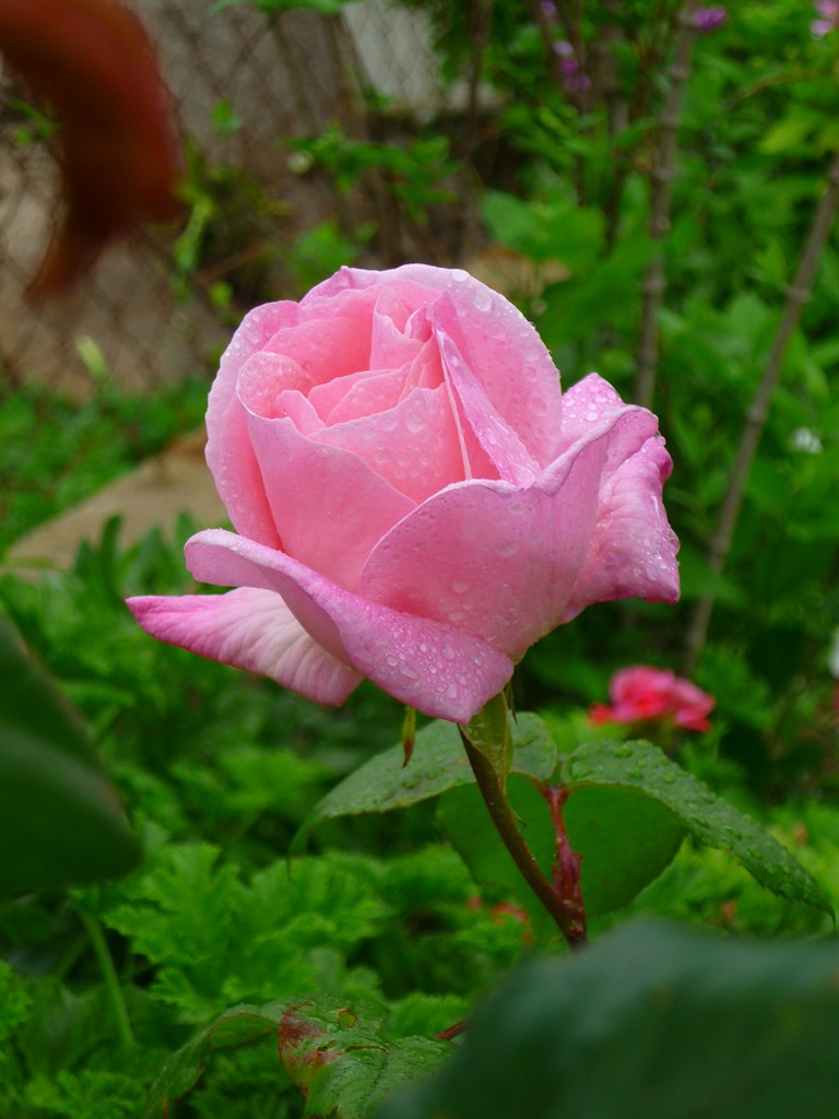 Roses (1) | Rosas i flores por Sant Jordi , San Jorge , Sain… | Flickr