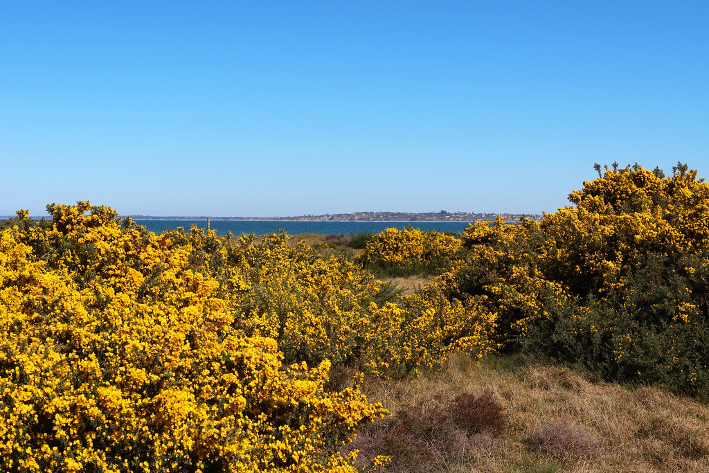 Blooming gorse at the fjord on a beautiful clear April day