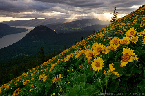 washington hiking mountain nature landscape forest sky spring river pacificnorthwest gorge columbia trees wildflowers flowers dogmountain slope clouds balsamroot meadow usa rays crepuscularrays sunset tranquil tomschwabel