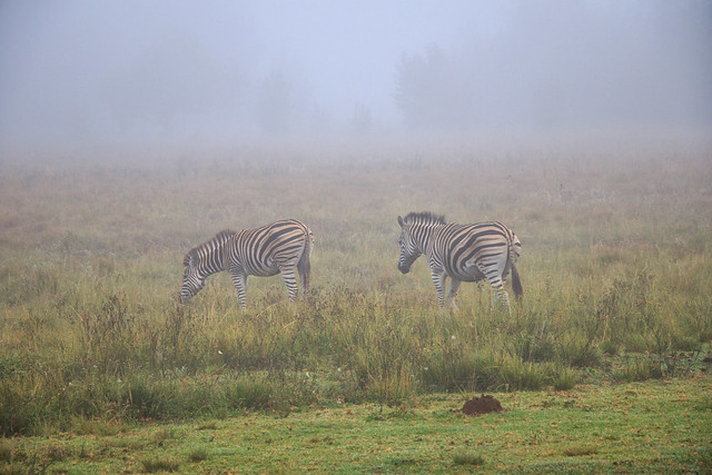 Zebras in the mist