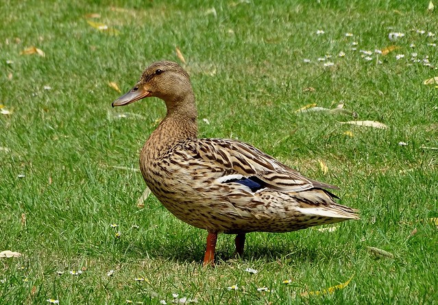 Eend / duck