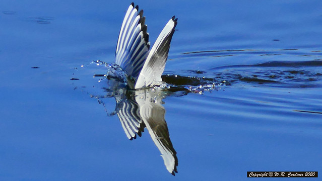 Diving Gull Reflection