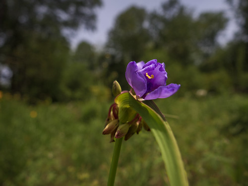 Purple wildflower in field