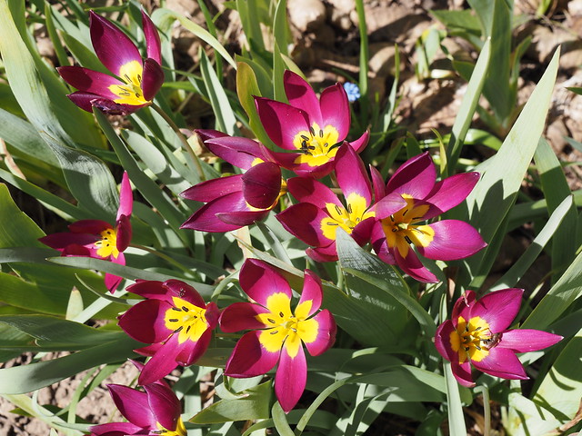 Tulipa humilis 'Persian Pearl'