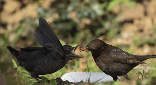 blackbird chick feeding isolation garden wildlife