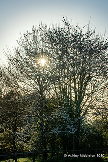 Sunrise through Tree