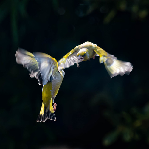 Combat verdiers | by lavillamedicis