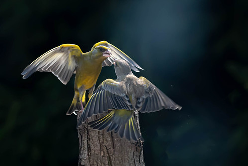Combat de verdiers | by lavillamedicis