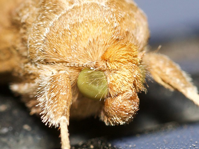 Moth closeup