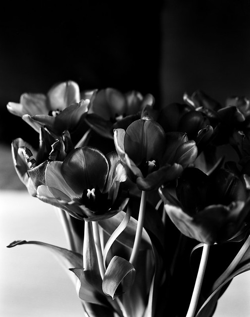 Tulipes...