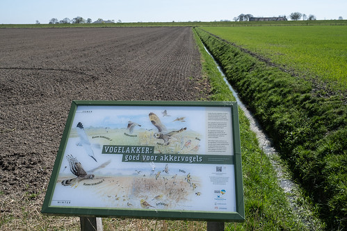 vogelakker akker reiderwolderpolder oldambt dollard groningen netherlands nederland landscape landschap friesland farming