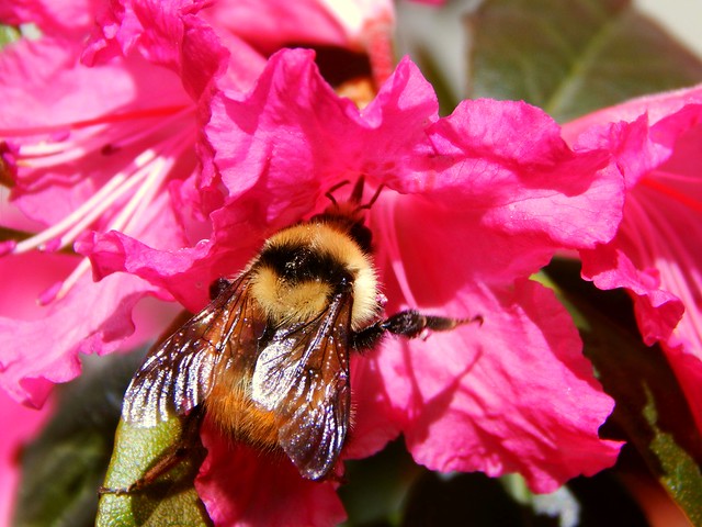 Bumble Bee in Rhododendron