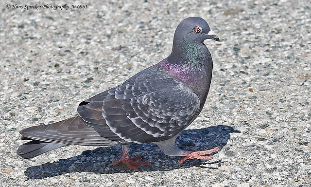 Rock Pigeon 20-6961