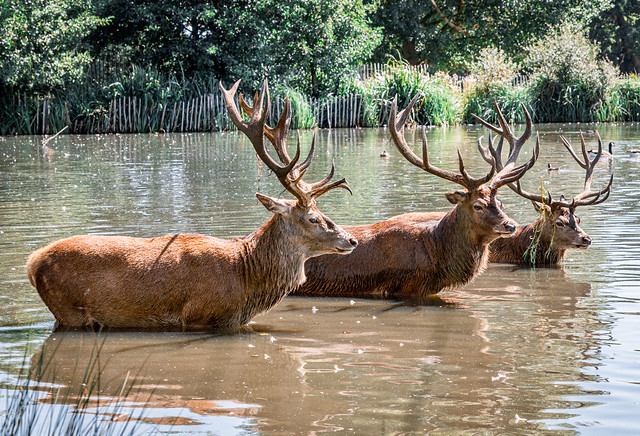 Pass The Suncream Deer